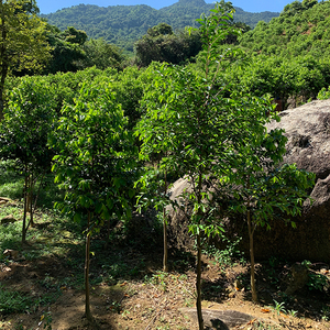 8m~2m左右海南嫁接奇楠沉香树认养